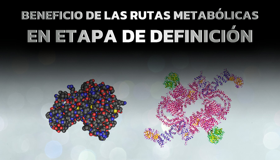 BENEFICIO DE LAS RUTAS METABOLICAS EN ETAPA DE VOLUMEN O DEFINICION