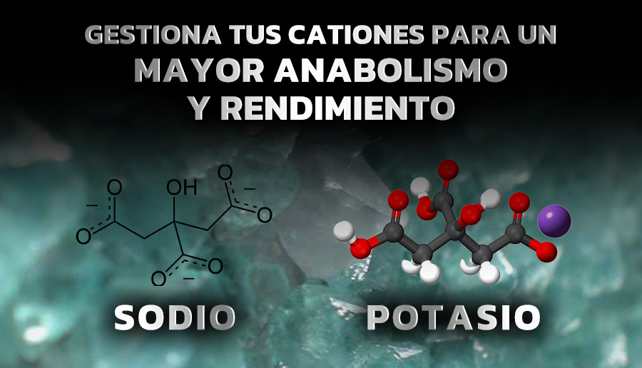 Gestiona tus cationes para un mayor anabolismo y rendimiento