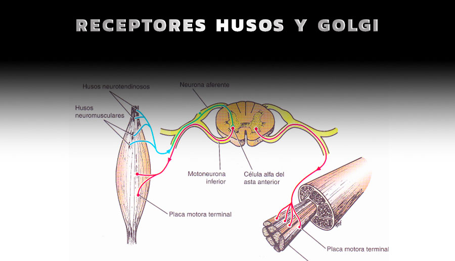 Receptores husos y golgi