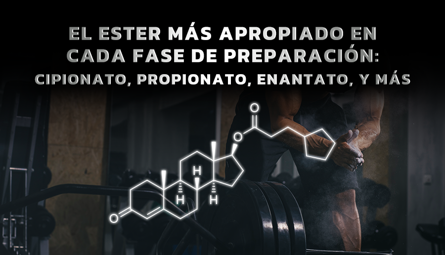 El Ester más apropiado en cada fase de preparación: cipionato, propinato, enantato, y más.