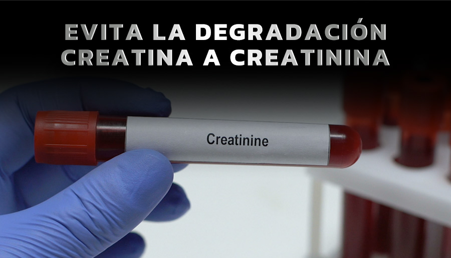 Evita la degradacion creatina a creatinina